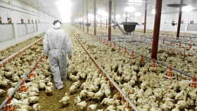 Нидерланды сообщили о новых вспышках птичьего гриппа